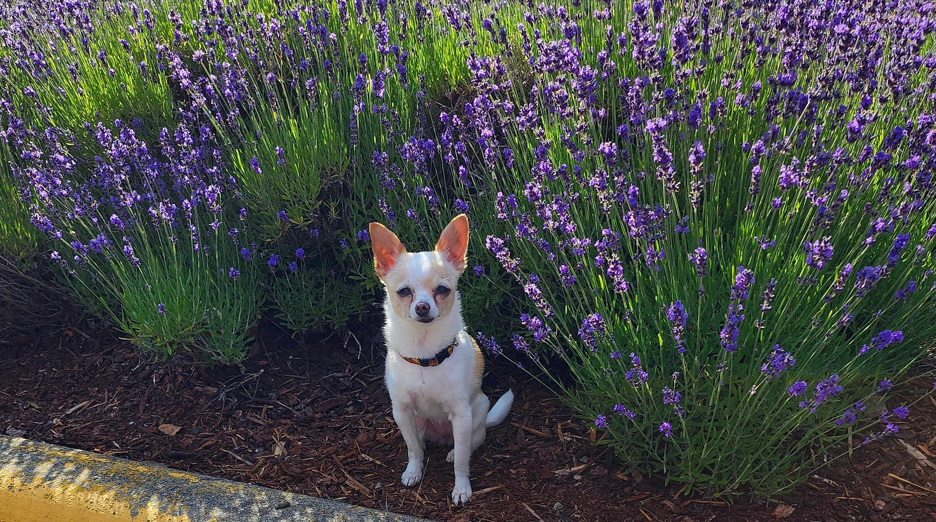 Bailey