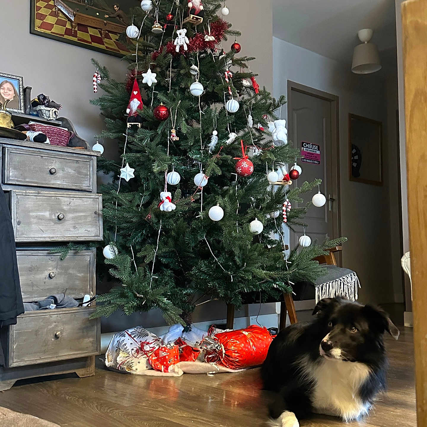 Loulou a rejoint le concours — aidez-le/la à gagner de superbes lots ! accessories, animal, art, canine, christmas, christmasdecorations, christmastree, christmastreeornaments, dog, festival, furniture, hardwood, husky, painting, person, pet, plant, pottedplant, tree, wood