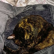 Mia a rejoint le concours — aidez-le/la à gagner de superbes lots ! cat, tortoiseshell_cat, sleeping, curled_up, blanket, gray_blanket, cozy, fur, pet, animal, resting, indoor, soft, warm, cute, domestic_cat, feline, relaxed, comfort, bed