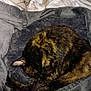 cat, tortoiseshell_cat, sleeping, curled_up, blanket, gray_blanket, cozy, fur, pet, animal, resting, indoor, soft, warm, cute, domestic_cat, feline, relaxed, comfort, bed