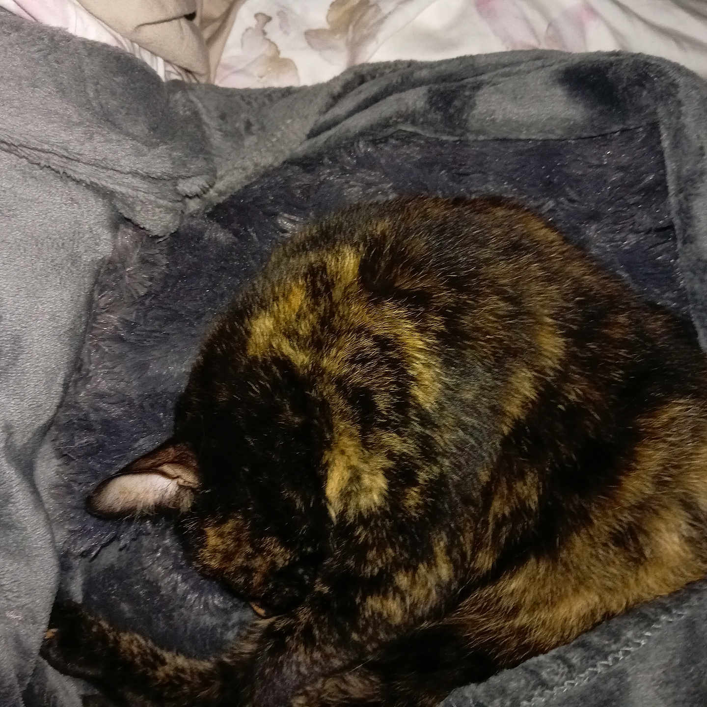 Mia a rejoint le concours — aidez-le/la à gagner de superbes lots ! animal, bed, blanket, cat, comfort, cozy, curled_up, cute, domestic_cat, feline, fur, gray_blanket, indoor, pet, relaxed, resting, sleeping, soft, tortoiseshell_cat, warm