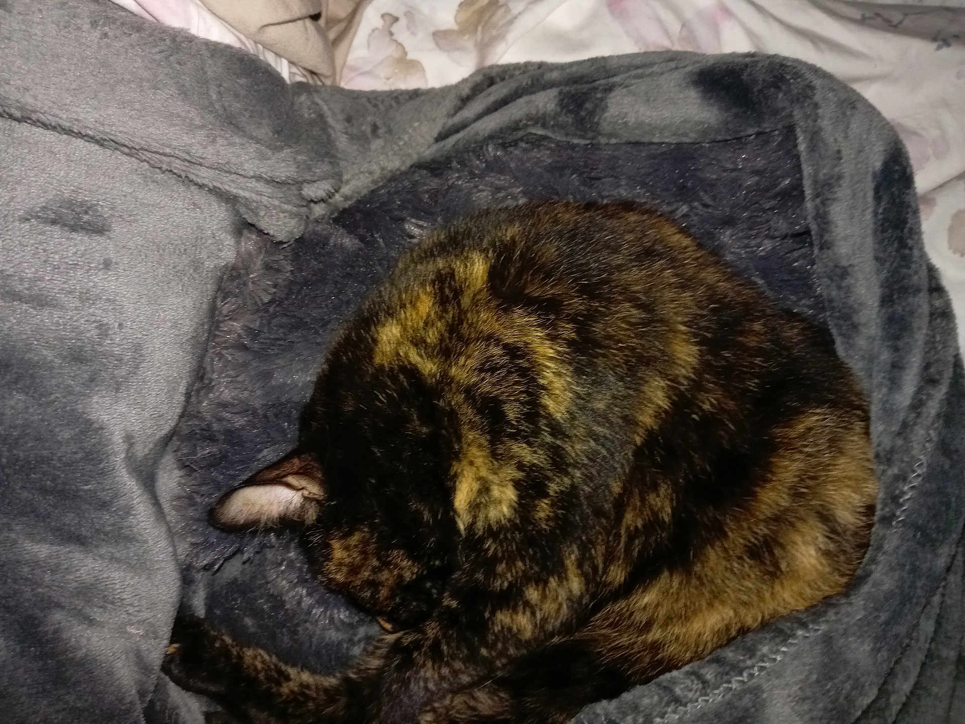 Mia a rejoint le concours — aidez-le/la à gagner de superbes lots ! cat, tortoiseshell_cat, sleeping, curled_up, blanket, gray_blanket, cozy, fur, pet, animal, resting, indoor, soft, warm, cute, domestic_cat, feline, relaxed, comfort, bed