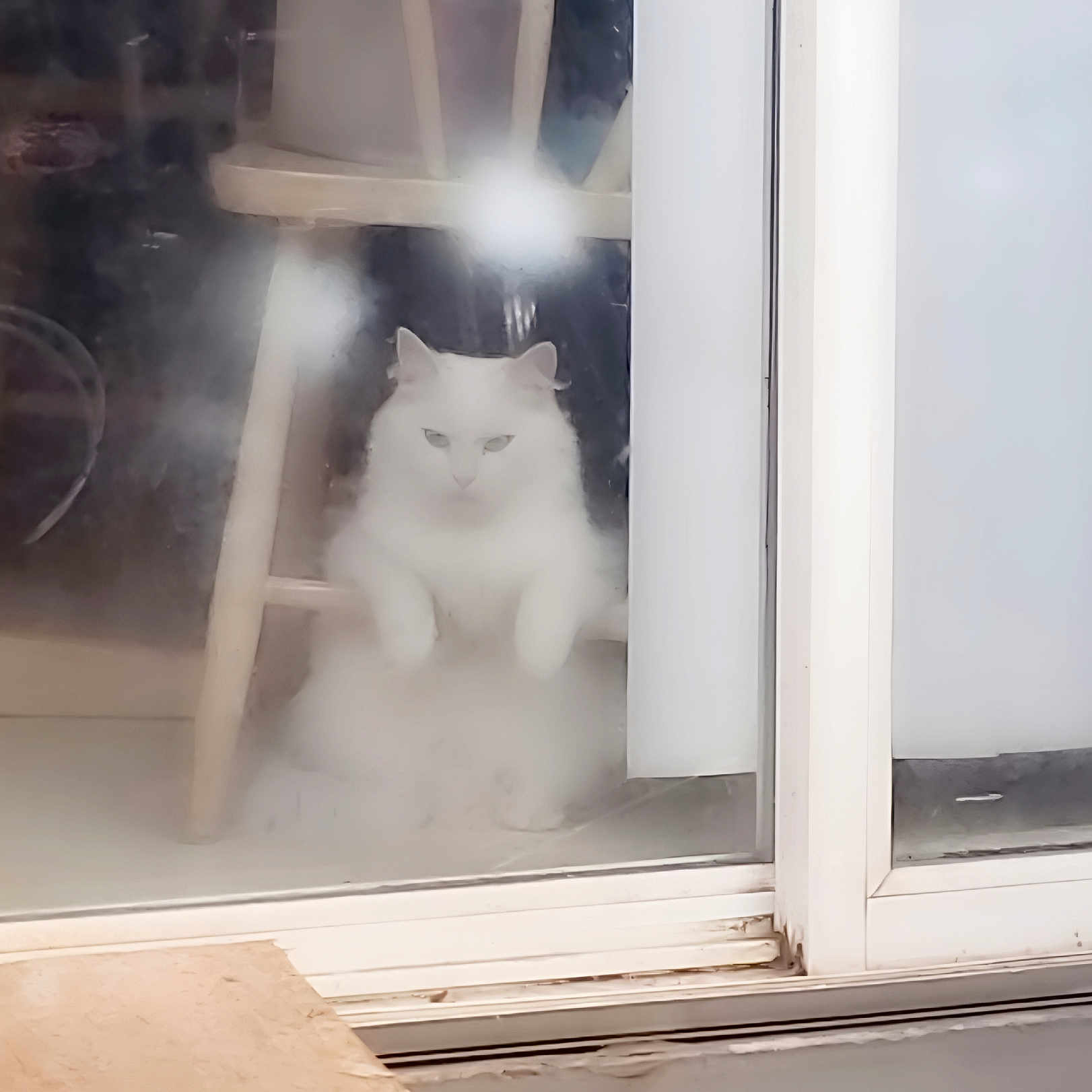 Miss Fluffy joined the competition — help win amazing prizes! animal, cat, chair, curious, domestic, feline, fluffy, fur, glass_door, house, indoor, looking, pet, quiet, reflection, sitting, soft_focus, still_life, white_cat, window