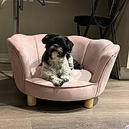Jasmine is registered to the contest to win money with this photo: dog, pet_sofa, indoor, floor, black_and_white, small_dog, furniture, calm, cute, animal, home, plush, relaxing, canine, seat, wooden_floor, domestic, companion, cozy, looking_at_camera