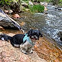 Jasmine is registered to the contest to win money with this photo: dog, small_dog, black_and_white, harness, leash, rock, river, water, outdoor, nature, greenery, trees, stream, happy, tongue_out, pet, animal, cute, adventure, landscape