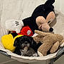 Jasmine is registered to the contest to win money with this photo: dog, stuffed_toy, mickey_mouse, teddy_bear, plush, chair, pet, cute, black_dog, white_dog, indoor, cozy, relaxing, furniture, soft, animal, small_dog, companion, resting, comfort