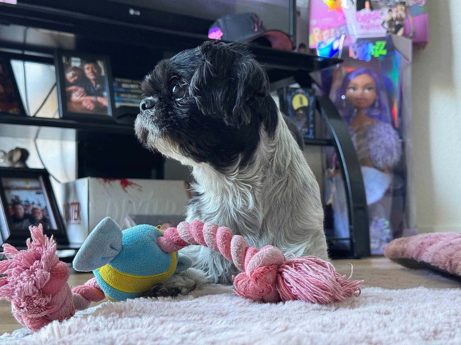Jasmine joined the competition — help win amazing prizes! dog, toy, rope_toy, indoor, rug, black_and_white, pet, floor, sitting, looking_away, framed_photos, shelf, doll, pink, blue, soft_texture, pet_toy, home, fur, small_dog