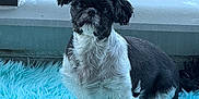 Jasmine is registered to the contest to win money with this photo: dog, pet, black_and_white, sitting, fluffy_rug, blue_rug, outdoor, metal_railing, curious, small_dog, fur, portrait, animal, companion, cute, domestic, calm, resting, fence, concrete_floor