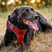 Inès participe au concours pour gagner de l'argent avec cette photo : dog, black_dog, red_harness, tongue_out, grass, outdoor, pet, canine, animal, happy, lying_down, nature, sunlight, golden_hour, close_up, portrait, fur, muzzle, ears, eyes