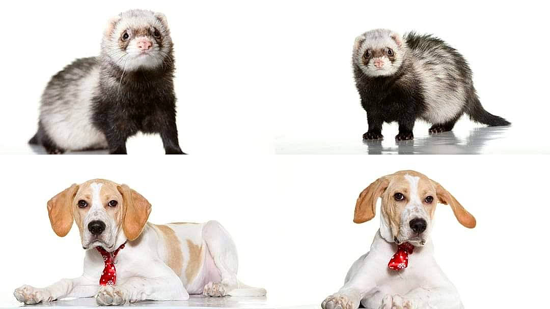 Caramel a rejoint le concours — aidez-le/la à gagner de superbes lots ! art, carnivore, collage, collar, companion_dog, dog, dog_breed, dog_collar, dog_supply, fur, mammal, pet_supply, photo_caption, photography, sharing, snout, terrestrial_animal, vertebrate