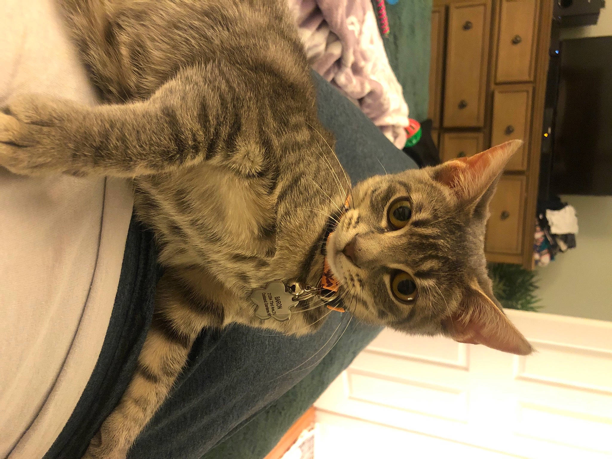 Meadow joined the competition — help win amazing prizes! cabinetry, carnivore, cat, chest_of_drawers, claw, comfort, domestic_short_haired_cat, drawer, felidae, fur, gesture, natural_material, small_to_medium_sized_cats, snout, tail, whiskers, wood