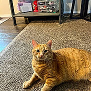 Tanner Devine is registered to the contest to win money with this photo: animal, carpet, cat, cozy, curious, domestic, feline, floor, fur, home, indoor, looking, orange_tabby, pet, red, relaxed, resting, shelf, spider_man, whiskers