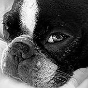 Porkchop joined the competition — help win amazing prizes! animal, black_and_white, calm, close_up, companion, cute, dog, eye, face, fur, indoor, nose, pet, portrait, relaxed, resting, sleepy, soft_surface, texture, whiskers