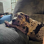 Mabel is registered to the contest to win money with this photo: dog, spotted_dog, lounge, chair, indoor, pet, canine, relaxed, resting, side_eye, fur, animal, domestic_animal, cute, companion, household, furniture, brown, black, gray