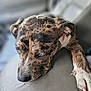 dog, brindle, resting, close_up, paw, sleepy, relaxed, fur, pet, animal, indoor, soft_surface, portrait, canine, muzzle, ears, nose, whiskers, blurred_background, calm