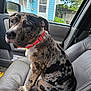 animal_portrait, blue_house, calm, canine, car_interior, closeup, collar, daylight, dog, domestic_animal, greenery, house, leather_seat, pet, side_view, sitting, spotted_fur, suburban, vehicle, window