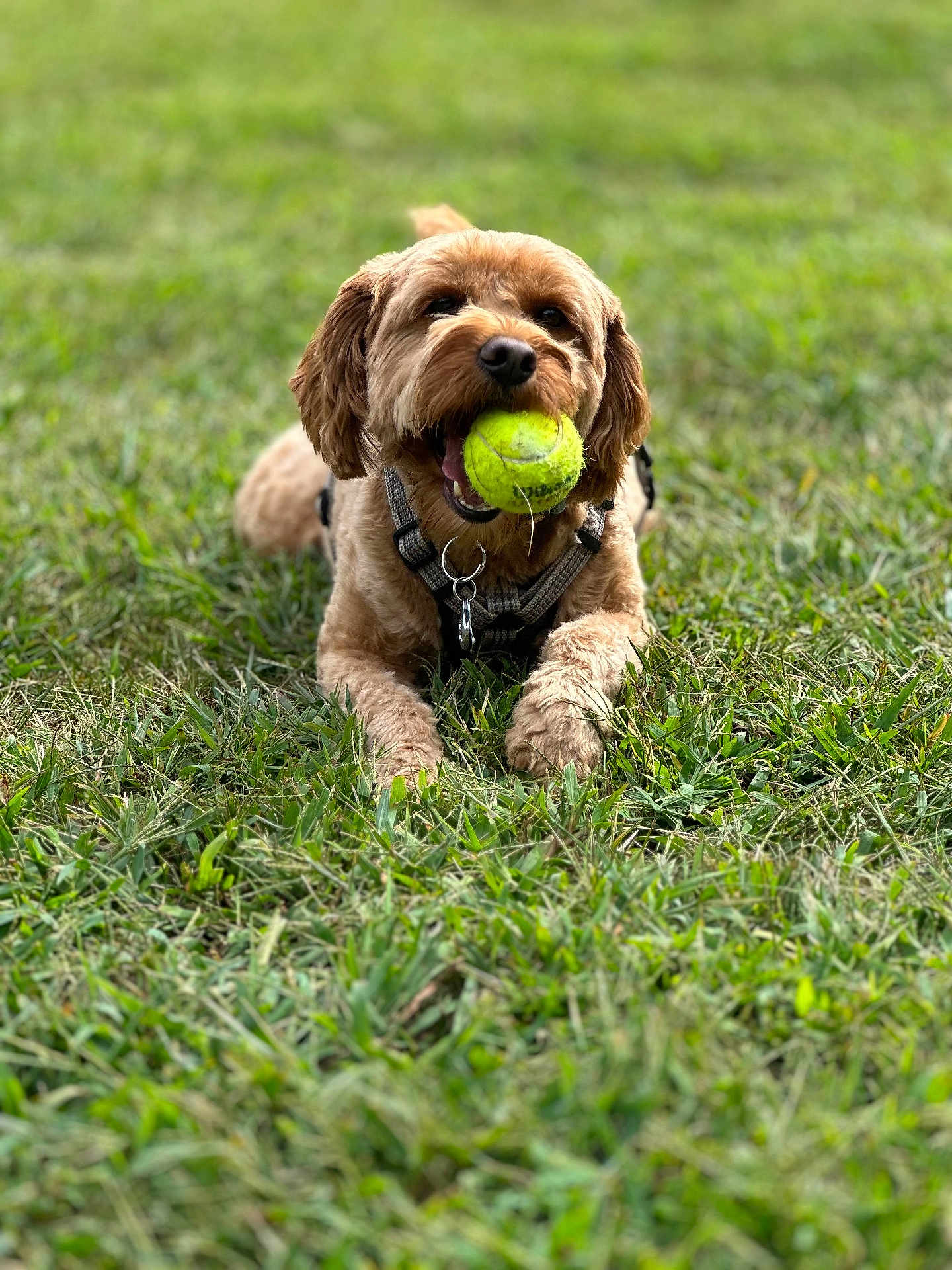 Bro Bro Bear joined the competition — help win amazing prizes! dog, tennis_ball, grass, outdoor, pet, playful, brown_dog, canine, animal, lying_down, close_up, happy, fur, collar, daylight, nature, grass_field, muzzle, tongue, chewing