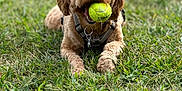Bro Bro Bear joined the competition — help win amazing prizes! dog, tennis_ball, grass, outdoor, pet, playful, brown_dog, canine, animal, lying_down, close_up, happy, fur, collar, daylight, nature, grass_field, muzzle, tongue, chewing