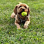 dog, tennis_ball, grass, outdoor, pet, playful, brown_dog, canine, animal, lying_down, close_up, happy, fur, collar, daylight, nature, grass_field, muzzle, tongue, chewing