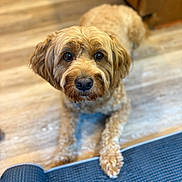 Bro Bro Bear is registered to the contest to win money with this photo: dog, pet, animal, indoor, floor, wooden_floor, mat, brown_fur, curly_fur, cute, close_up, looking_at_camera, domestic_animal, canine, laying_down, companion, fur, eyes, portrait, home