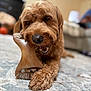 Bro Bro Bear joined the competition — help win amazing prizes! dog, brown_dog, toy, bone_toy, chewing, paws, fur, carpet, indoor, home, living_room, blurred_background, pet, animal, close_up, cute, playful, relaxed, floor, canine