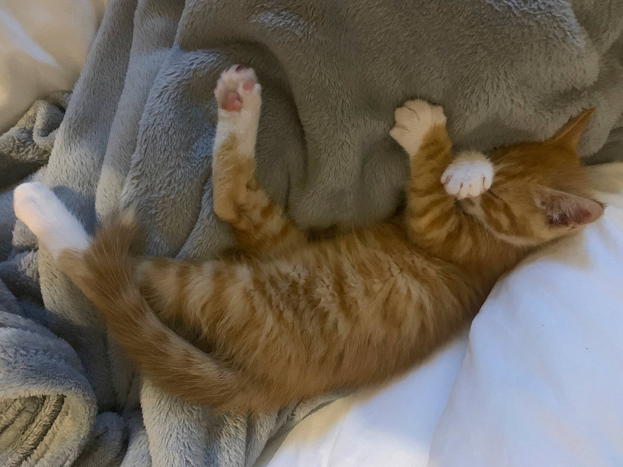 Spyke a rejoint le concours — aidez-le/la à gagner de superbes lots ! carnivore, cat, cat_bed, cat_supply, claw, comfort, domestic_short_haired_cat, fawn, felidae, fur, linens, nap, paw, sleep, small_to_medium_sized_cats, snout, tail, terrestrial_animal, vertebrate, whiskers