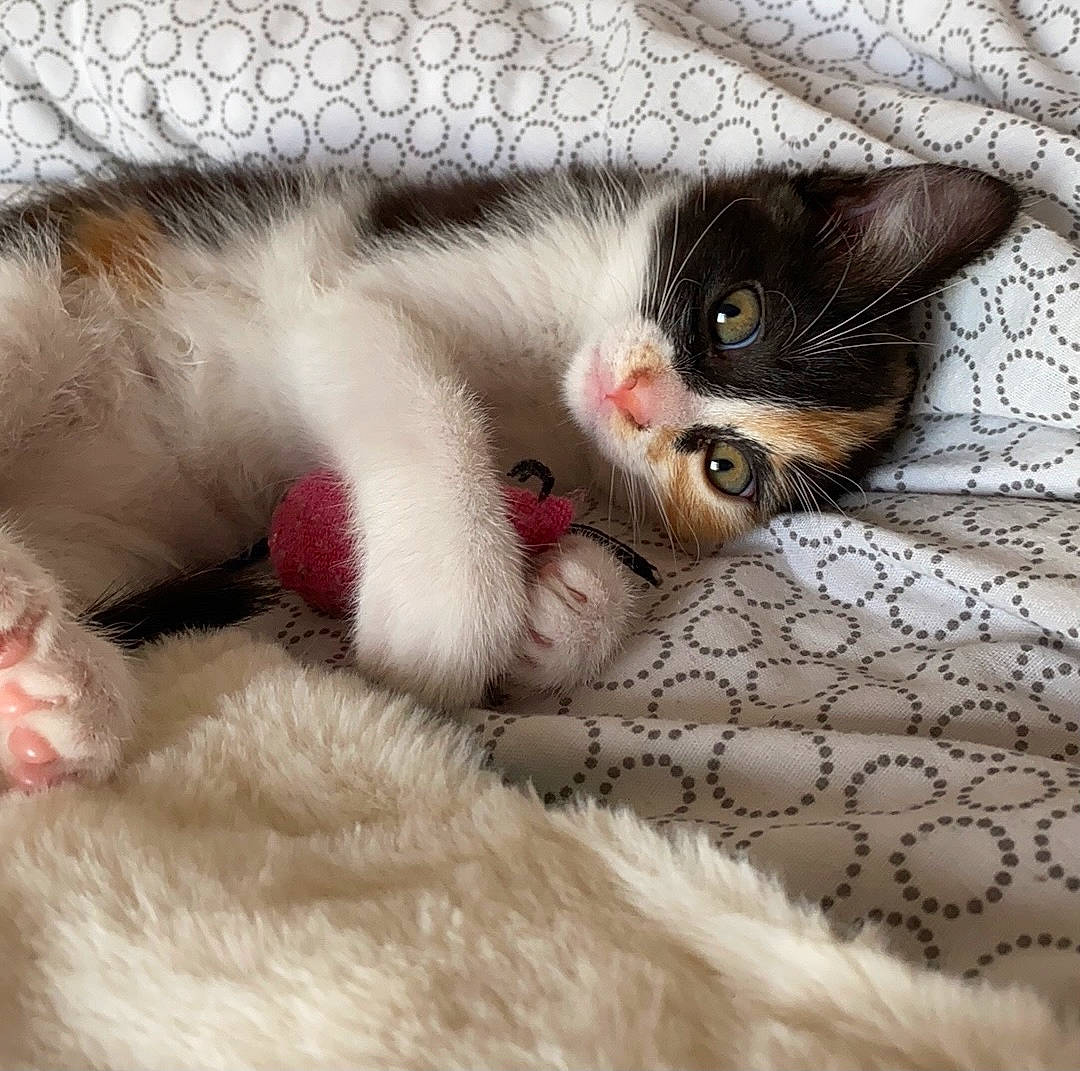 Chipie participe au concours pour gagner de l'argent avec cette photo : art, carnivore, cat, claw, close_up, comfort, domestic_short_haired_cat, eye, fawn, felidae, foot, fur, iris, leg, nap, paw, small_to_medium_sized_cats, snout, tail, whiskers