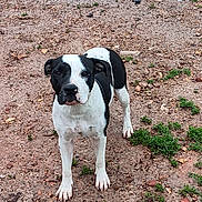 Pineapple is registered to the contest to win money with this photo: alert, animal, black_and_white, canine, dirt, dog, ears, earthy, four_legs, fur, grass, ground, looking, muzzle, nature, outdoor, paws, pet, standing, tail