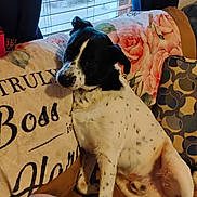 Jake Lee is registered to the contest to win money with this photo: animal, black_and_white, blanket, blinds, canine, couch, cozy, dog, domestic, floral_pattern, fur, home, indoor, pet, pillow, relaxed, resting, seated, spotted, window