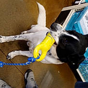 Jake is registered to the contest to win money with this photo: canidae, carnivore, collar, comfort, companion_dog, dog, dog_breed, fawn, felidae, flooring, fur, small_to_medium_sized_cats, snout, sporting_group, tail, walking_shoe, whiskers, white, wood, working_animal