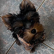 Artie is registered to the contest to win money with this photo: dog, puppy, small_dog, fur, ears, eyes, cute, looking_up, tile_floor, pet, animal, cozy, sweater, indoor, adorable, face, closeup, black_fur, brown_fur, fluffy