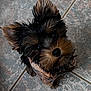 dog, puppy, small_dog, fur, ears, eyes, cute, looking_up, tile_floor, pet, animal, cozy, sweater, indoor, adorable, face, closeup, black_fur, brown_fur, fluffy