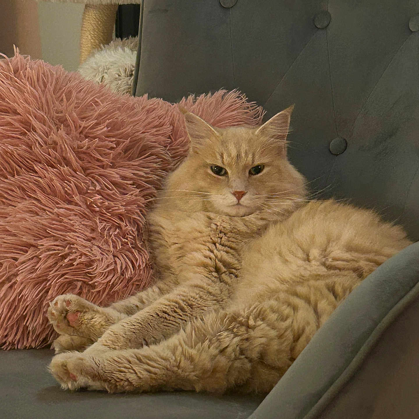 Tiago a rejoint le concours — aidez-le/la à gagner de superbes lots ! armchair, beige_cat, cat, comfortable, cozy, cute, domestic_animal, feline, fluffy, furniture, home, indoor, living_room, paws, pet, pink_pillow, relaxed, resting, soft_texture, whiskers