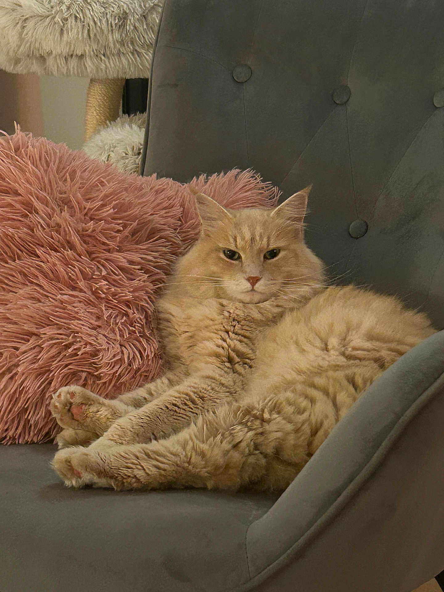 Tiago a rejoint le concours — aidez-le/la à gagner de superbes lots ! cat, fluffy, beige_cat, armchair, pink_pillow, furniture, indoor, relaxed, pet, cute, cozy, feline, whiskers, paws, resting, domestic_animal, soft_texture, home, living_room, comfortable