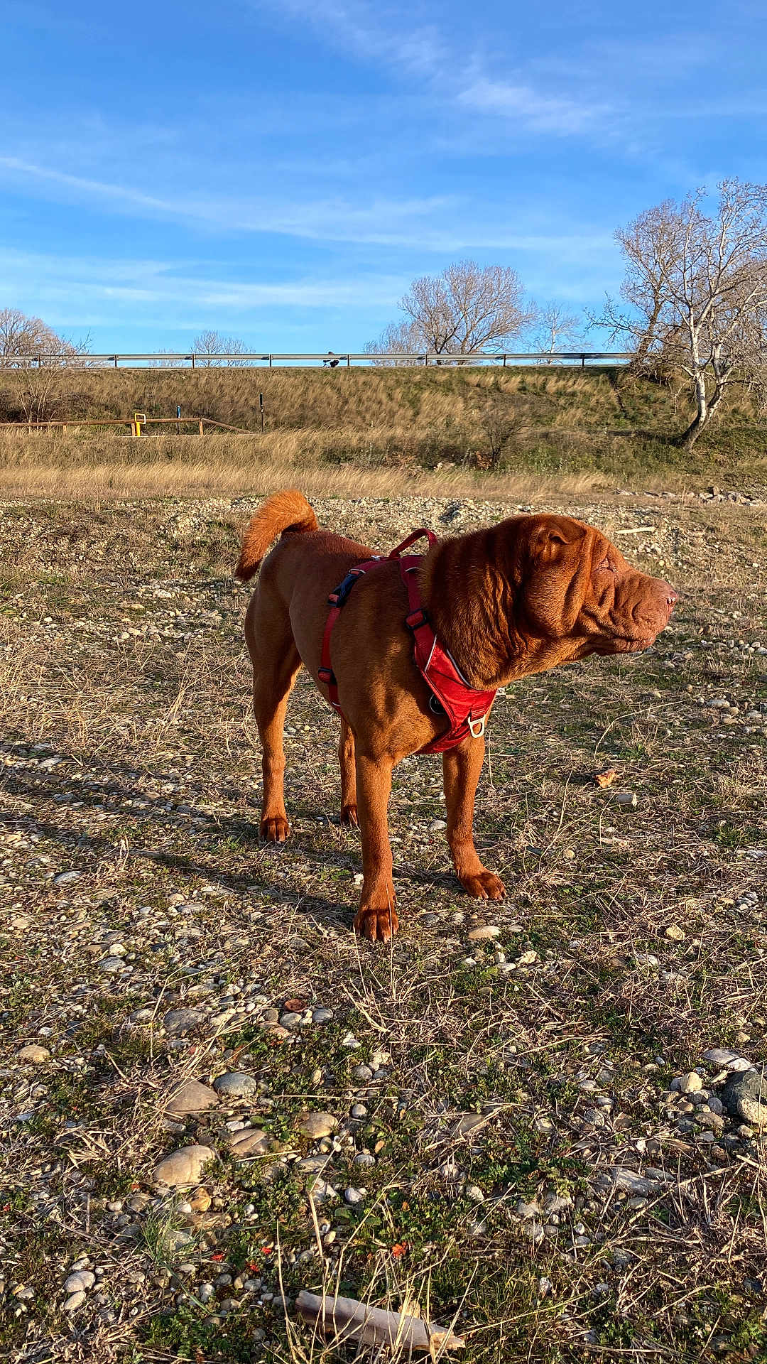 Tony a rejoint le concours — aidez-le/la à gagner de superbes lots ! dog, pet, brown_dog, red_harness, outdoor, grass, rocky_ground, blue_sky, sunny, standing, wrinkled_face, curled_tail, sniffing, field, nature, companion, paws, muzzle, portrait, daylight