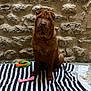 Tony participe au concours pour gagner de l'argent avec cette photo : dog, pet, wrinkles, brown_coat, sitting, striped_blanket, toy_bone, rubber_toy, stone_wall, wall_texture, collar, paws, portrait, indoor, shadow, floor, centered_subject, calm, vertical_photo, homedecor