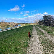 Tony participe au concours pour gagner de l'argent avec cette photo : dog, brown_dog, pet, walking, trail, gravel_path, dirt_road, grass, river, water, blue_sky, clouds, trees, bushes, shadow, outdoor, countryside, nature, sunny, horizon