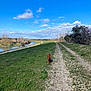 dog, brown_dog, pet, walking, trail, gravel_path, dirt_road, grass, river, water, blue_sky, clouds, trees, bushes, shadow, outdoor, countryside, nature, sunny, horizon