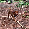 Tony participe au concours pour gagner de l'argent avec cette photo : backyard, brown_dog, chewing, dog, garden, ground, harness, hose, house, leaves, motion_blur, nature, outdoors, pet, pine_needles, playful_dog, standing, stick, trees, trunk