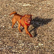 Tony a rejoint le concours — aidez-le/la à gagner de superbes lots ! brown_dog, dog, field, grass, happy, harness, logs, motion, outdoor, pebbles, pet, playful, portrait, rocky_ground, running, shadow, smiling_dog, sunlight, tongue_out, tree_stump