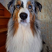 Ulysse participe au concours pour gagner de l'argent avec cette photo : dog, australian_shepherd, blue_eyes, long_fur, portrait, indoors, stairs, wallpaper, pet, canine, fluffy, brown, white, black, orange, nose, ears, animal, furry, looking_up