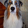 dog, australian_shepherd, blue_eyes, long_fur, portrait, indoors, stairs, wallpaper, pet, canine, fluffy, brown, white, black, orange, nose, ears, animal, furry, looking_up
