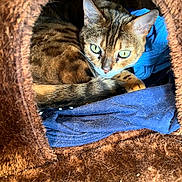 Halo joined the competition — help win amazing prizes! cat, feline, pet, animal, brown, green_eyes, fur, resting, cozy, cat_cave, indoor, blue_cloth, cute, whiskers, close_up, looking, curious, relaxed, soft, warm