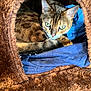 cat, feline, pet, animal, brown, green_eyes, fur, resting, cozy, cat_cave, indoor, blue_cloth, cute, whiskers, close_up, looking, curious, relaxed, soft, warm