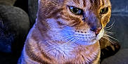 Halo is registered to the contest to win money with this photo: cat, tabby, striped, pet, feline, whiskers, ears, fur, closeup, indoor, resting, animal, cute, domestic, mammal, portrait, sitting, face, paw, texture