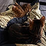 Halo is registered to the contest to win money with this photo: cat, tabby_cat, animal, pet, indoor, lap, blanket, pattern, furniture, floor, wood_floor, relaxing, cozy, domestic_animal, living_room, table, black_and_brown, orange_and_brown, two_cats, resting