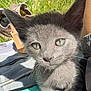 Soul is registered to the contest to win money with this photo: kitten, cat, gray_cat, outdoor, grass, shoes, towel, sunlight, pet, animal, whiskers, closeup, small_cat, cute, young_cat, feline, curious, sitting, daylight, nature