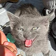 Soul joined the competition — help win amazing prizes! kitten, gray_cat, pet, animal, praying_mantis, insect, hand, fingers, towel, outdoor, sunlight, shadow, closeup, cute, mouth_open, whiskers, fur, playful, small_insect, nature