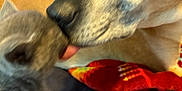 Soul joined the competition — help win amazing prizes! dog, kitten, animal, pet, close_up, blurry, tongue, indoor, bed, blanket, cute, furry, mammal, friendship, companion, affection, snout, ears, fur, resting