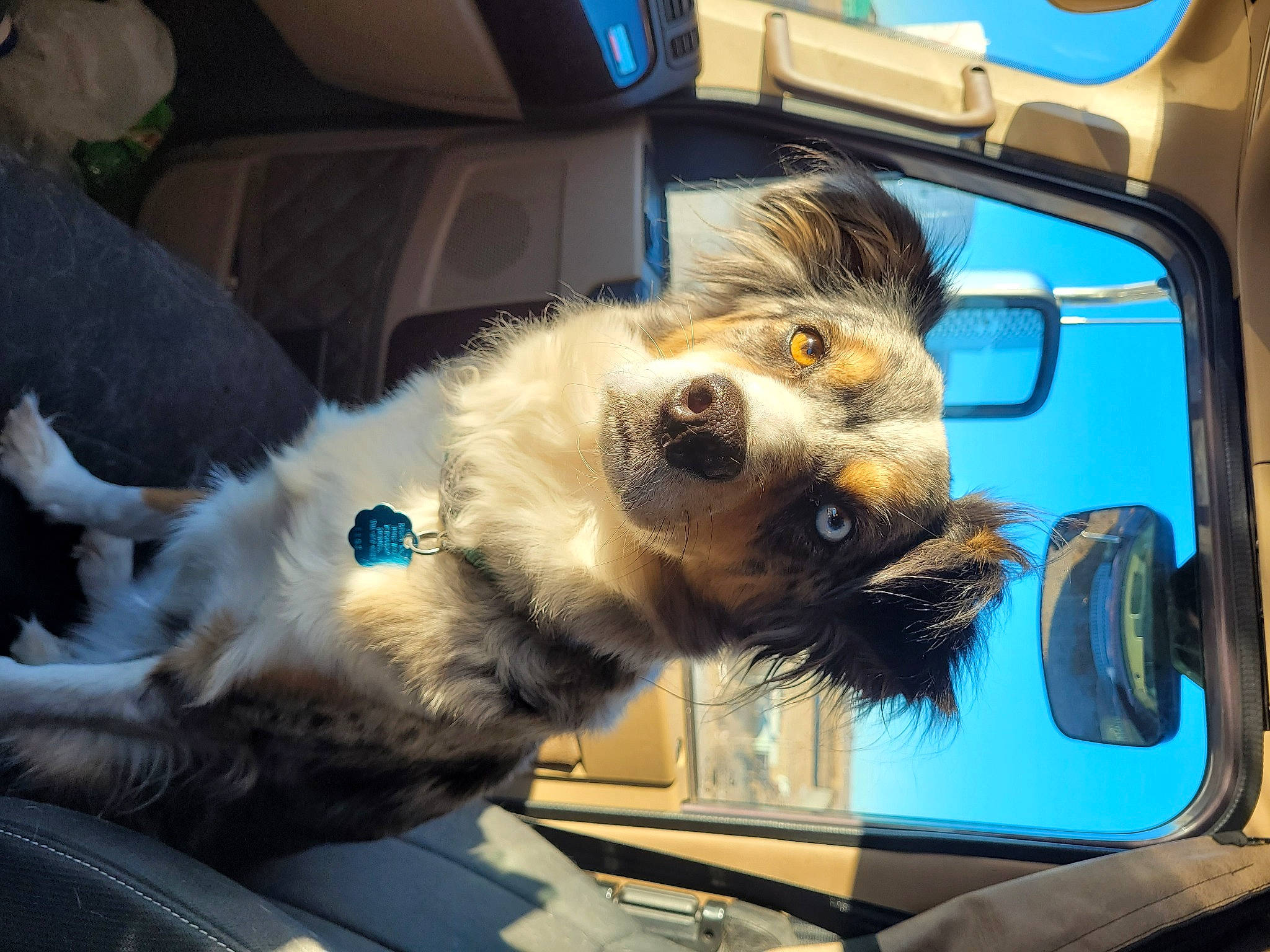 Flossie is registered to the contest to win money with this photo: auto_part, automotive_design, automotive_exterior, automotive_lighting, automotive_mirror, automotive_window_part, carnivore, companion_dog, dog, dog_breed, eyewear, glass, hood, mirror, motor_vehicle, snout, sporting_group, vehicle, vehicle_door, windshield